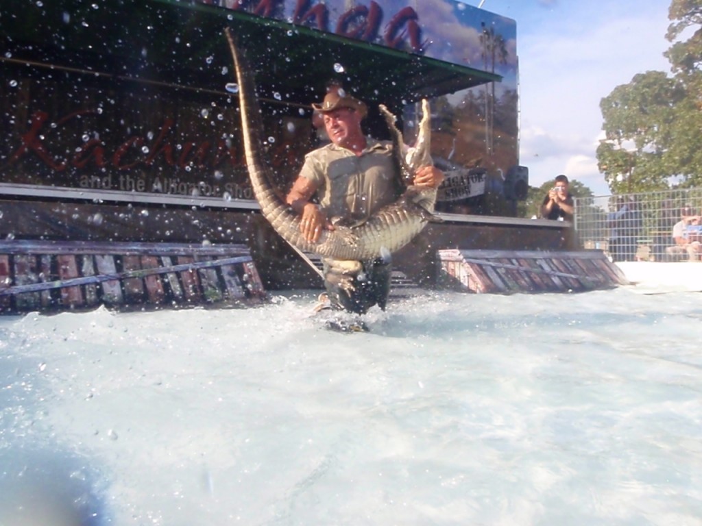 Kachunga Alligator show