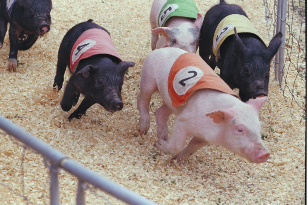 racing pigs